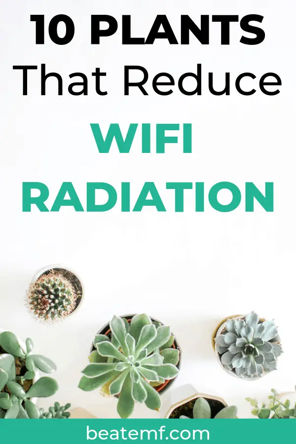 10 house plants that reduce EMF