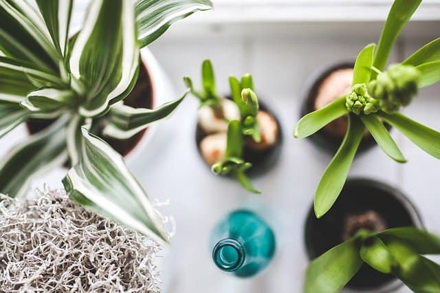 succulents and snake plant that reduce radiation